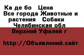 Ка де бо › Цена ­ 25 000 - Все города Животные и растения » Собаки   . Челябинская обл.,Верхний Уфалей г.